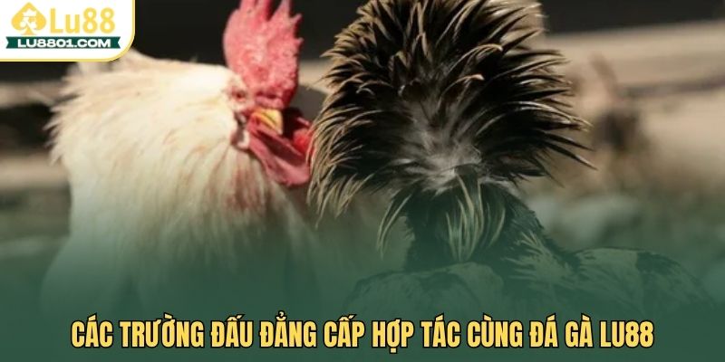 Các trường đấu đẳng cấp hợp tác cùng đá gà LU88
