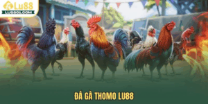 Đá gà Thomo LU88 – Sân chơi uy tín cho cược thủ đam mê chiến kê