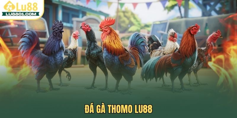 Đá gà Thomo LU88 – Sân chơi uy tín cho cược thủ đam mê chiến kê