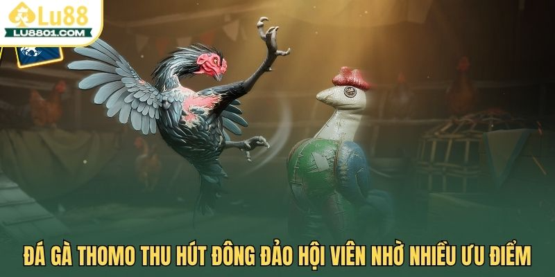 Đá gà Thomo thu hút đông đảo hội viên nhờ nhiều ưu điểm