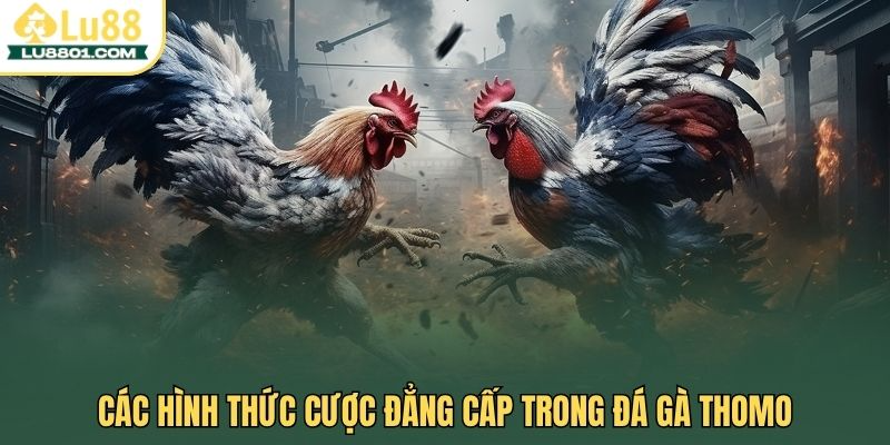 Các hình thức cược đẳng cấp trong đá gà Thomo