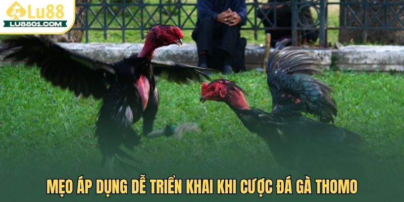 Mẹo áp dụng dễ triển khai khi cược đá gà Thomo