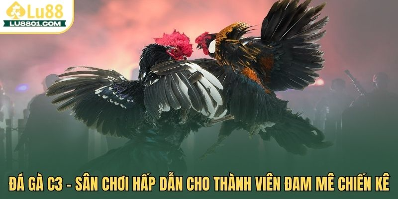 Đá gà C3 LU88 – Sân chơi hấp dẫn cho dành cho sư kê