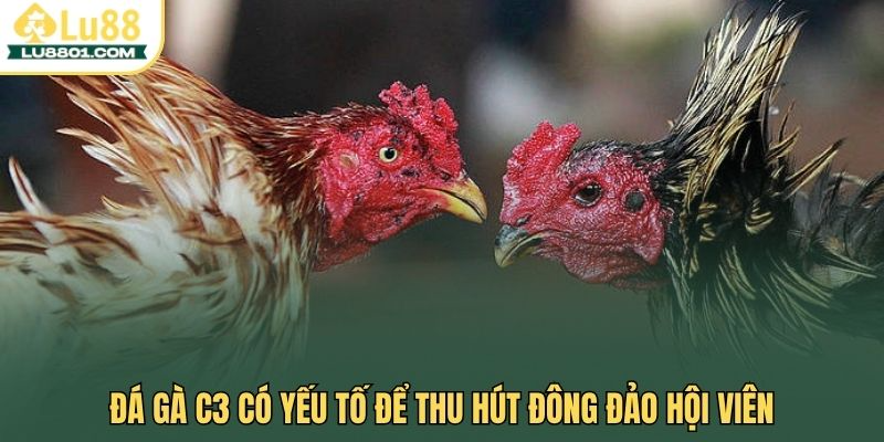 Đá gà C3 có yếu tố để thu hút đông đảo hội viên