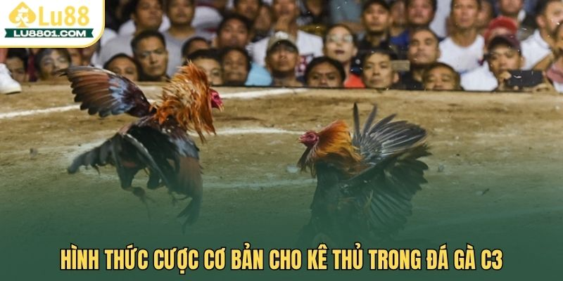 Hình thức cược cơ bản cho kê thủ trong đá gà C3