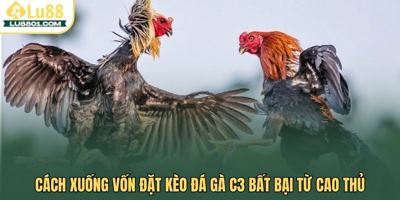 Cách xuống vốn đặt kèo đá gà C3 bất bại từ cao thủ