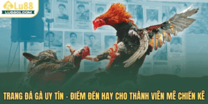Trang đá gà uy tín – Điểm đến hay cho thành viên mê chiến kê