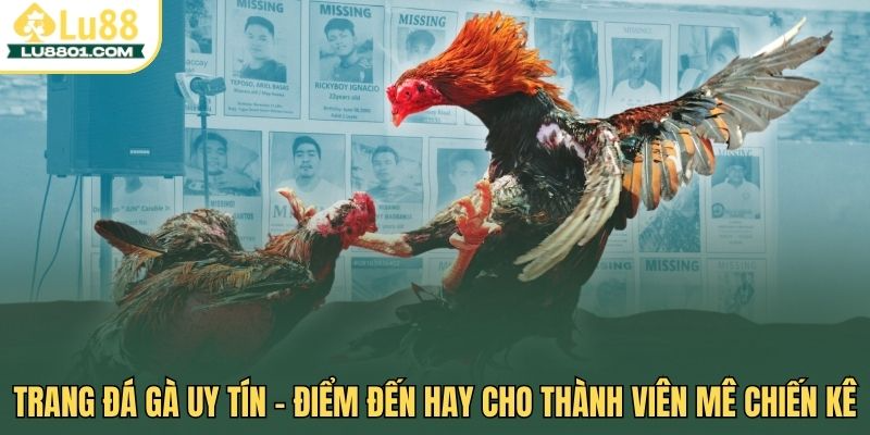 Trang đá gà uy tín – Điểm đến hay cho thành viên mê chiến kê